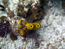 TUBE CORAL by Paul Mason 